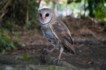 Barn Owl (Tyto alba) perched on the brach in the morning
