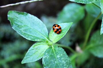 insects with the scientific name Coccinella transversalis or known as small black-spotted beetles that perch on leaves