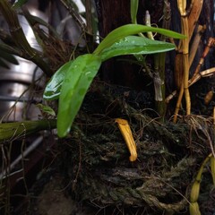Orchid plant in tree fern board | Natural Photos 