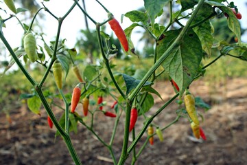 Fresh chilies hanging on the tree and not yet harvested