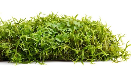 Green Moss Patch on White Background