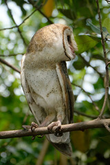 Barn Owl (Tyto alba)perched on tree branch during the day