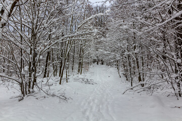 Winter snow covered path in Cesky raj area, Czech Republic