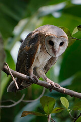 Barn Owl (Tyto alba)perched on tree branch during the day