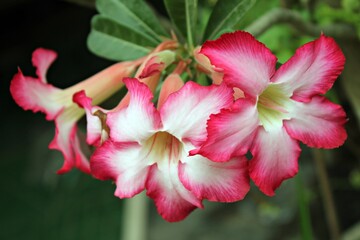 ornamental frangipani flower plant that blooms with a combination of pink and white colors