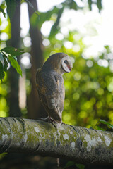 Barn Owl (Tyto alba) perched on tree trunk in in the forest at dawn
