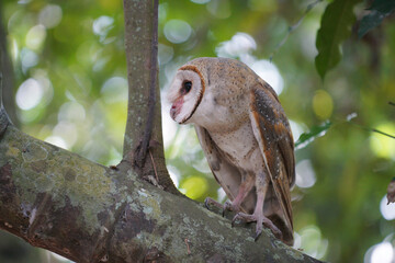Barn Owl (Tyto alba) perched on tree trunk in in the forest at dawn