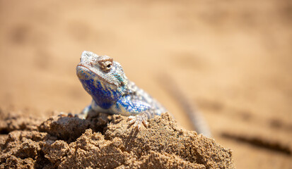 The blue agama sits in ambush on sand and branches and hunts for insects. Beautiful blue lizard...