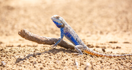 The blue agama sits in ambush on sand and branches and hunts for insects. Beautiful blue lizard...