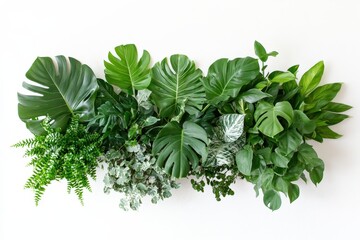 Obraz premium A vibrant arrangement of various green plants against a white background.
