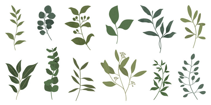 Collection of botanical elements in green color. Set of eucalyptus leaf, branches, leaves and herb with watercolor. Hand drawn of foliage vectors for wedding decor, website, graphic and shop.