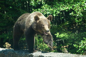 Fototapeta premium brown bear cub in the wild