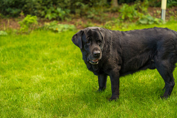 A black elderly male Labrador retriever stands on the lawn on a sunny day in summer