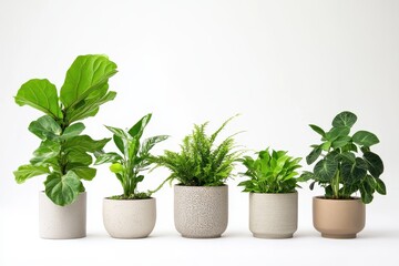 Obraz premium A variety of indoor plants in decorative pots arranged in a row.