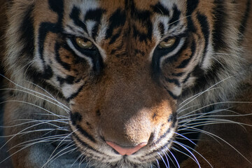 Close-up of tiger's face looking into the camera.