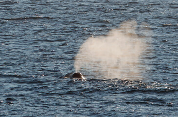 The Bowhead Whale's Blow in the Arctic