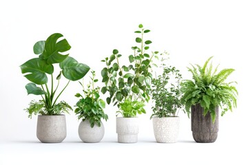 A collection of potted plants arranged in a row against a white background.