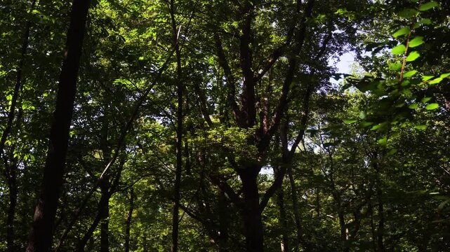 arbres ombre lumi&egrave;re