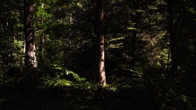 arbres ombre lumi&egrave;re