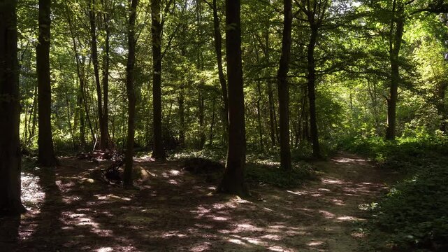 arbres ombre lumi&egrave;re