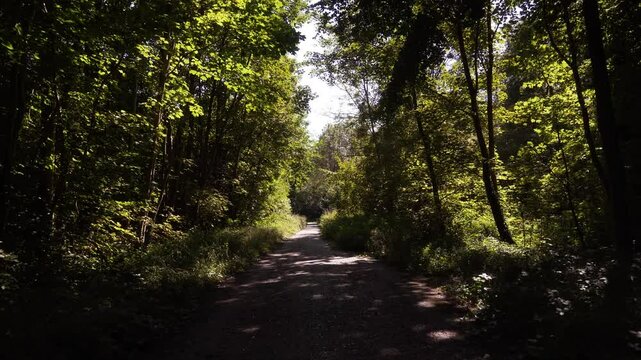 route en for&ecirc;t
