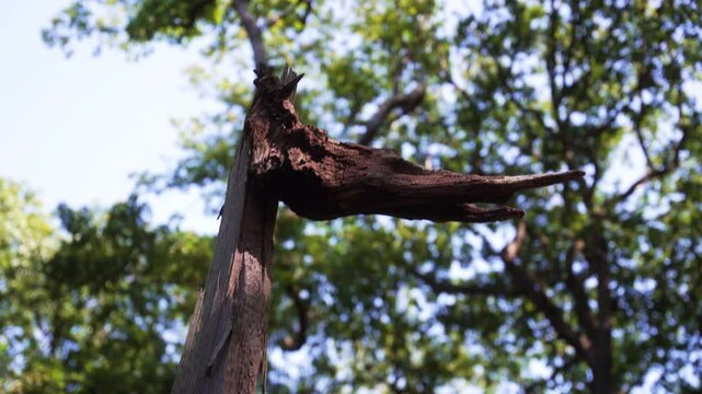 souche d'arbre en for&ecirc;t