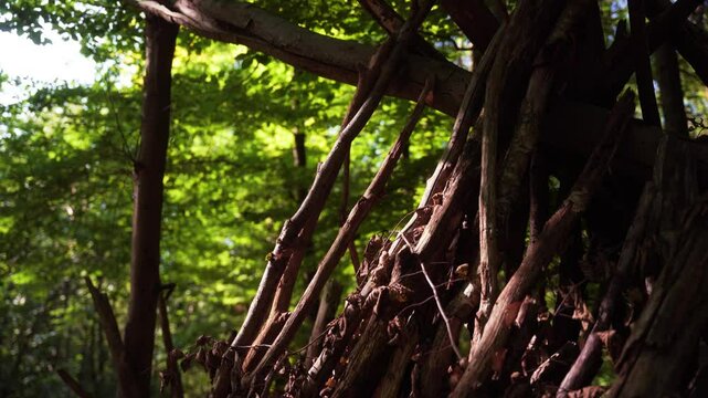 cabane en branches dans un parc