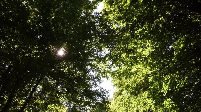 branchages en for&ecirc;t t&ecirc;te lev&eacute;e