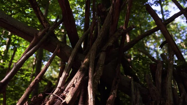 cabane en branches dans un parc
