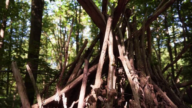 cabane en branches dans un parc