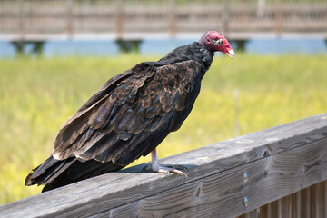 Close up portrait of a Turkey Vulture perched on the railing of a wooden dock.