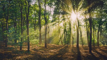 A dense forest is bathed in sunlight as rays stream through the tall, slender trees with green leaves. The ground is blanketed with fallen leaves, and the bright sun creates a warm and inviting atmosp
