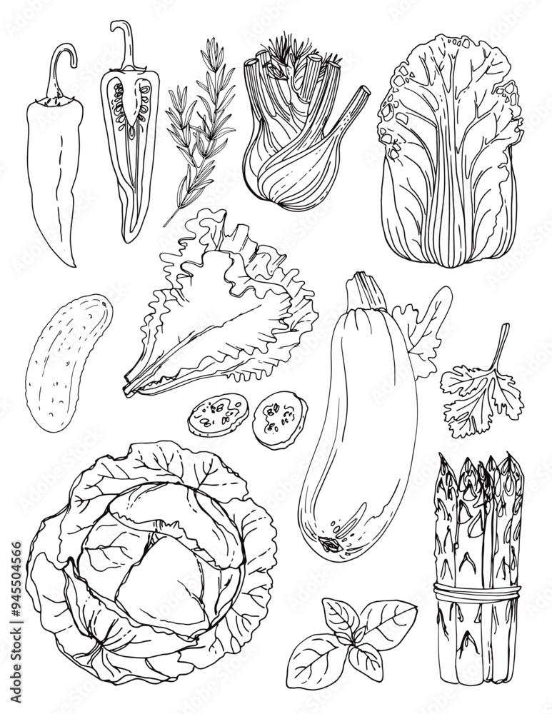 Wall mural vector sketch food. vegetables and herbs. zucchini, cabbage, lettuce, fennel, asparagus