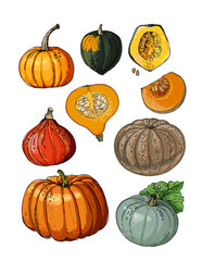 Vector sketch food. Vegetables and herbs. Autumn harvest, pumpkins