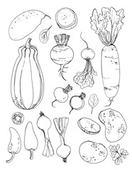 Vector sketch food. Vegetables and herbs. Potatoes, sweet potatoes, black radishes, onions, pumpkin
