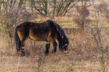 Exmoor pony in Milovice Nature Reserve, Czech Republic