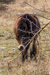 Exmoor pony in Milovice Nature Reserve, Czech Republic