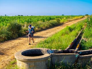A pilgrim walking along a rural road on the Camino de Santiago, with a green cornfield irrigated by...