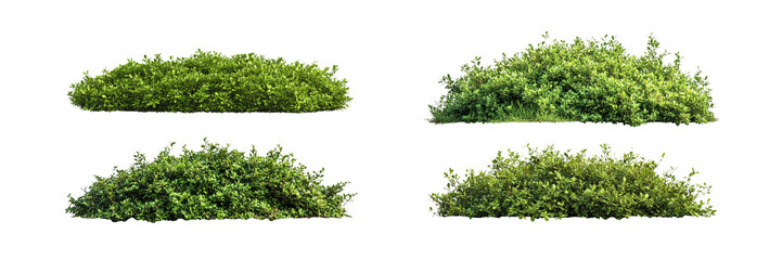 Obraz premium various bushes in the shape of a hill, white background