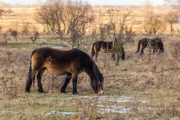 Exmoor ponies in Milovice Nature Reserve, Czech Republic