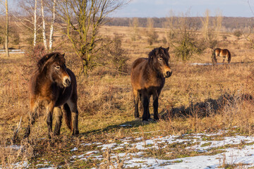 Exmoor ponies in Milovice Nature Reserve, Czech Republic