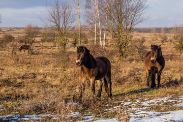 Exmoor ponies in Milovice Nature Reserve, Czech Republic
