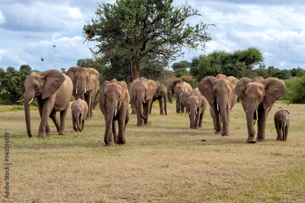 Sticker Elephant herd walking in the green season in Mashatu Game Reserve in the Tuli Block in Botswana.