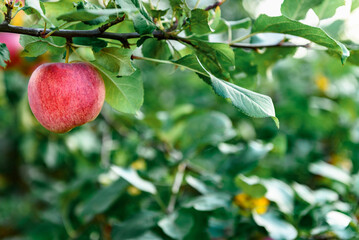 Ripe red apples on apple tree in summer or autumn. Harvesting apples.