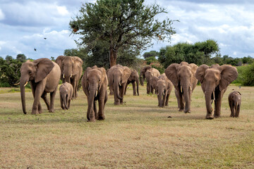 Elephant herd walking in the green season in Mashatu Game Reserve in the Tuli Block in Botswana.