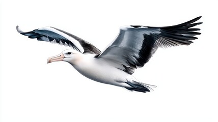 A majestic albatross gliding through the sky, showcasing its large wings and graceful flight against a white background.