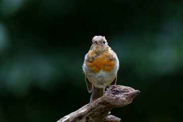 Juvenile European Robin (Erithacus rubecula) sitting on a branch in the  forest of the Netherlands. Dark background.