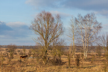 Exmoor pony in Milovice Nature Reserve, Czech Republic