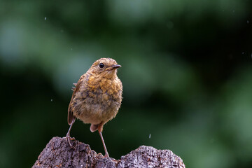 Juvenile European Robin (Erithacus rubecula) sitting on a branch in the  forest of the Netherlands. Dark background.