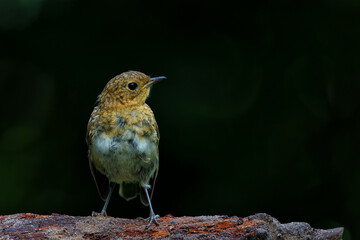 Juvenile European Robin (Erithacus rubecula) sitting on a branch in the  forest of the Netherlands. Dark background.